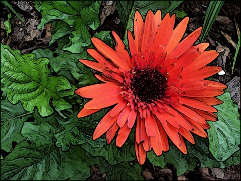 Red Gerbera _300_Accented Edges_small